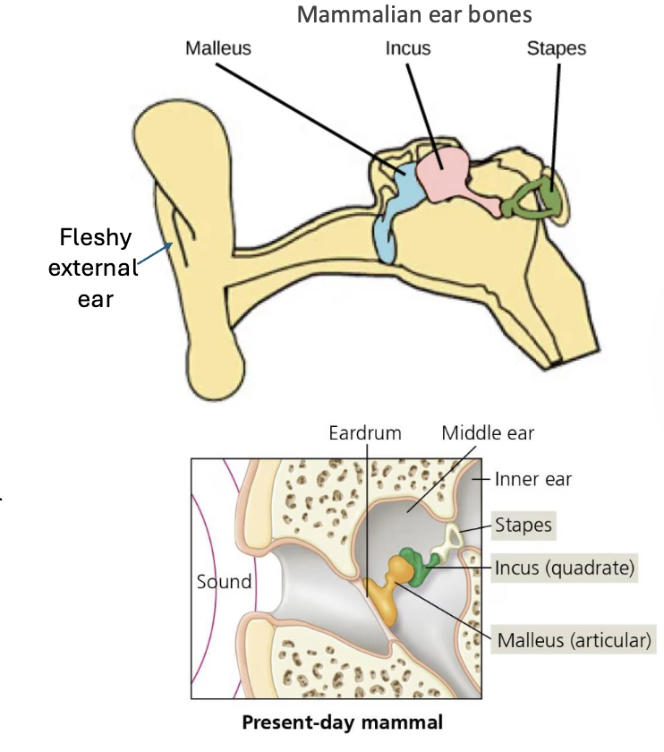 <p>MAMMALS SKELETON FEATURES</p>