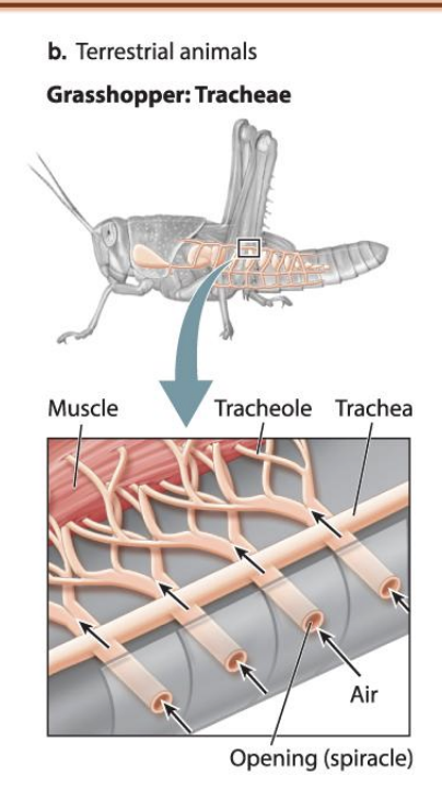 <ul><li><p><span style="background-color: inherit; line-height: 19.55px; color: windowtext;">Lower animals in invertebrates</span><span style="line-height: 19.55px; color: windowtext;">&nbsp;</span></p><ul><li><p class="Paragraph SCXO143165179 BCX0" style="text-align: left;"><span style="background-color: inherit; line-height: 19.55px; color: windowtext;">Use tubes (trachea)</span><span style="line-height: 19.55px; color: windowtext;">&nbsp;</span></p></li></ul></li><li><p>Trachea: a system of air tubes that branch from openings along their abdominal surface into smaller airways</p></li></ul><p></p>