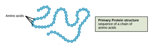 <p>primary structure</p>