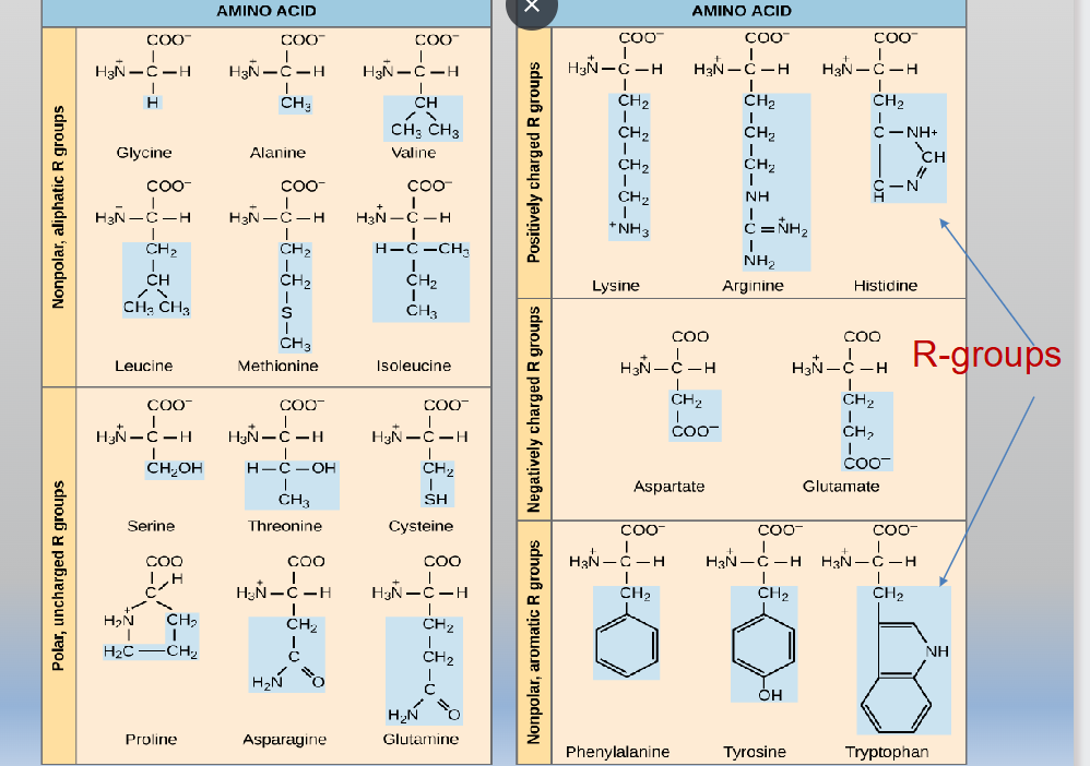 <p><span>20 common amino acids found in proteins</span></p><p><span>Each amino acid has a different R group-</span></p><p><span>R-groups determine the chemical nature of each amino<br>acid</span></p><ul><li><p><span>Nonpolar aliphatic-</span></p></li><li><p><span>Polar</span></p></li><li><p><span>Positively charged</span></p></li><li><p><span> Negatively charged</span></p></li><li><p><span> Nonpolar aromatic</span></p></li></ul><p></p>