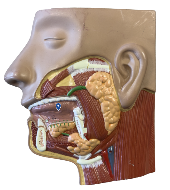 <p>Name this organ.</p>