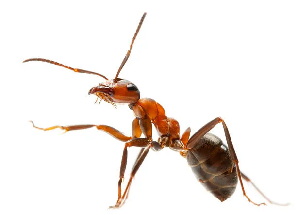 <p>Ant</p>
