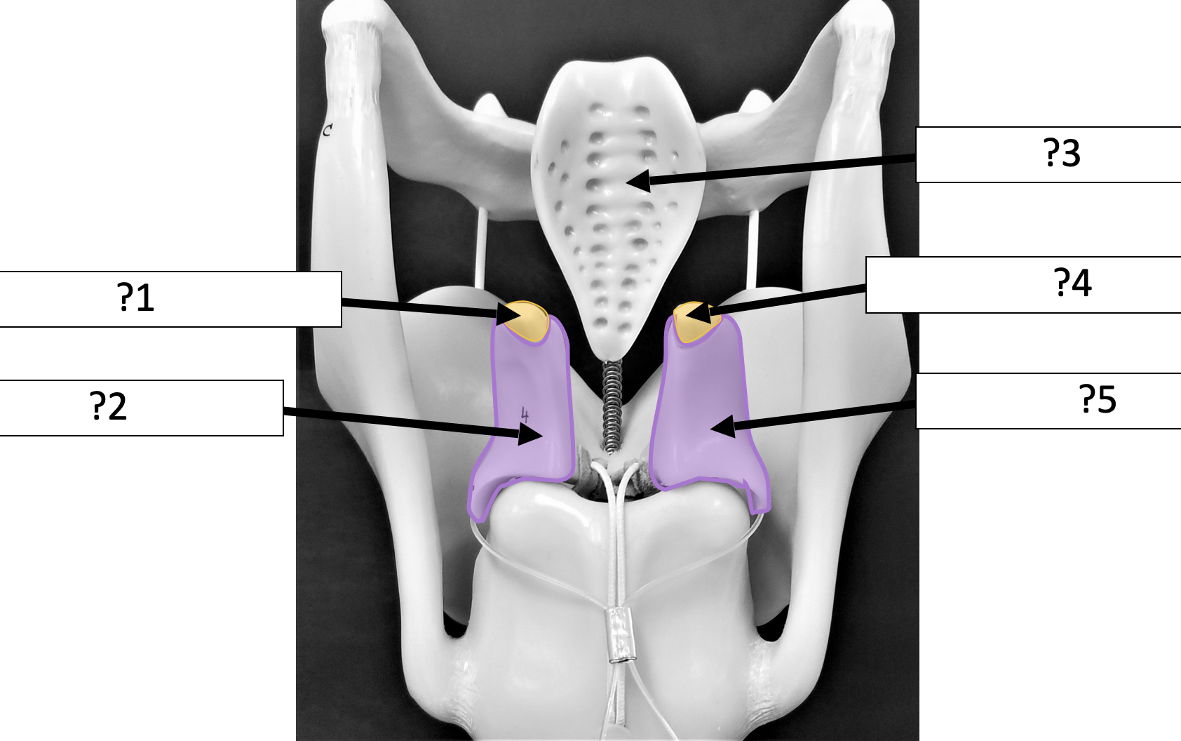 <p>3 Name the structure? </p>