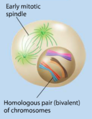 <p>1. Homologous chromosomes enter synapsis.</p><p>2. The synaptonemal complex forms (Each pair of chromosomes forms a tetrad, a group of four chromatids)</p>