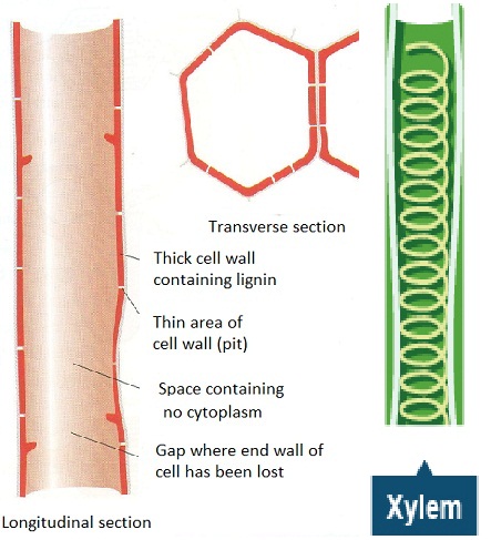 <ul><li><p>Lack of cell contents (non-living when mature) space for water &amp; minerals ions to flow</p></li><li><p>Incomplete or absent end walls so more movement form 1 to the other is possible</p></li><li><p>Cell walls strengthened with lignin spirals or rings to add rigidity and support to prevent imploding of xylem, bc of negative pressure</p></li><li><p>Pits between adjacent vessels, so water can move across and choose path of least resistance</p></li></ul><p></p>