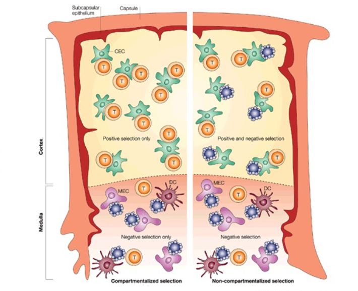 <p>mTECs play a crucial role in presenting self-antigens to developing T-cells, facilitating negative selection to prevent autoimmunity. essential in the establishment of self-tolerance in T-cells and express up to 100-fold more cell surface MHC 1 proteins than epithelial cells</p>