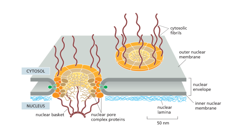 <p>inner part of nuclear envelope that contains proteins which act as binding sites for chromosomes, and provide anchorage for nuclear lamina.</p>