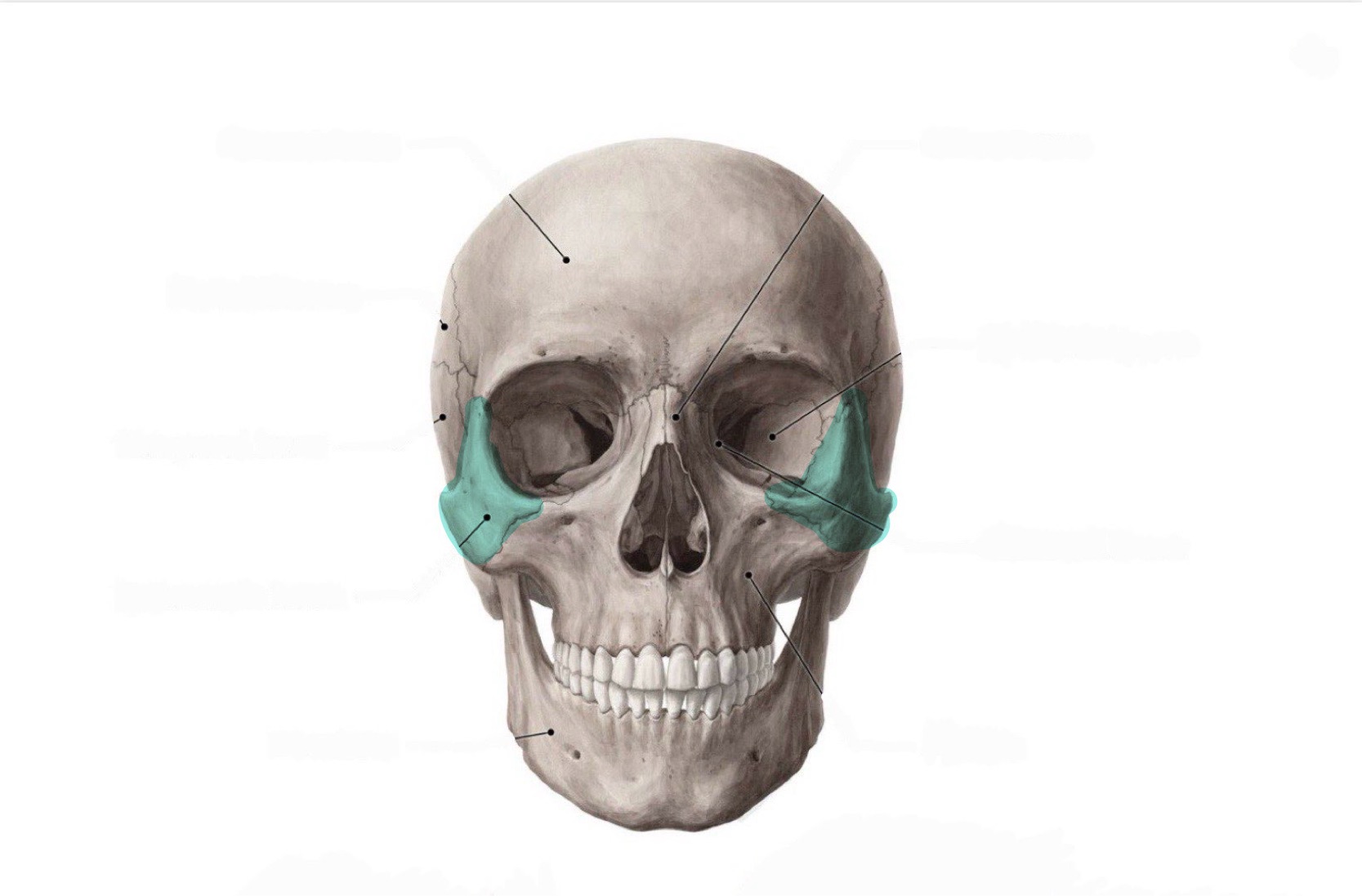 <p>What is the highlighted bony landmark</p>