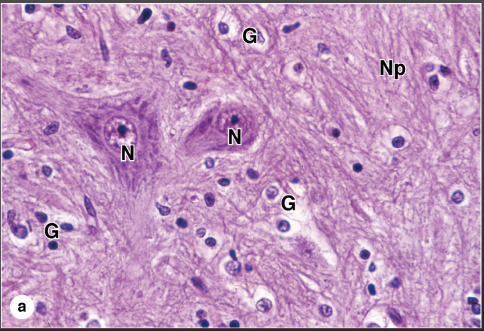 <ul><li><p>neurons</p></li><li><p>glial cells- smaller nuclei than neurons</p></li><li><p>neuropil- a network of neuronal and glial processes. the space between cell bodies</p></li></ul><p></p>