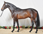 <p>welk type paard is dit</p>