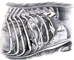 <p>NO- it is in the intrathoracic part of the abdominal cavity</p>