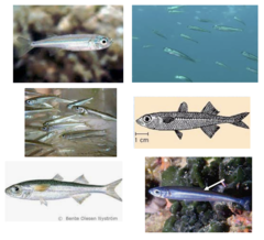 <p>Big-scale sand smelt</p>