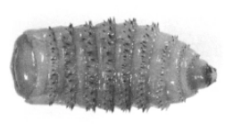 <p>what is it</p>