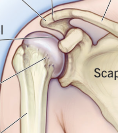 <p>which joint is this </p>