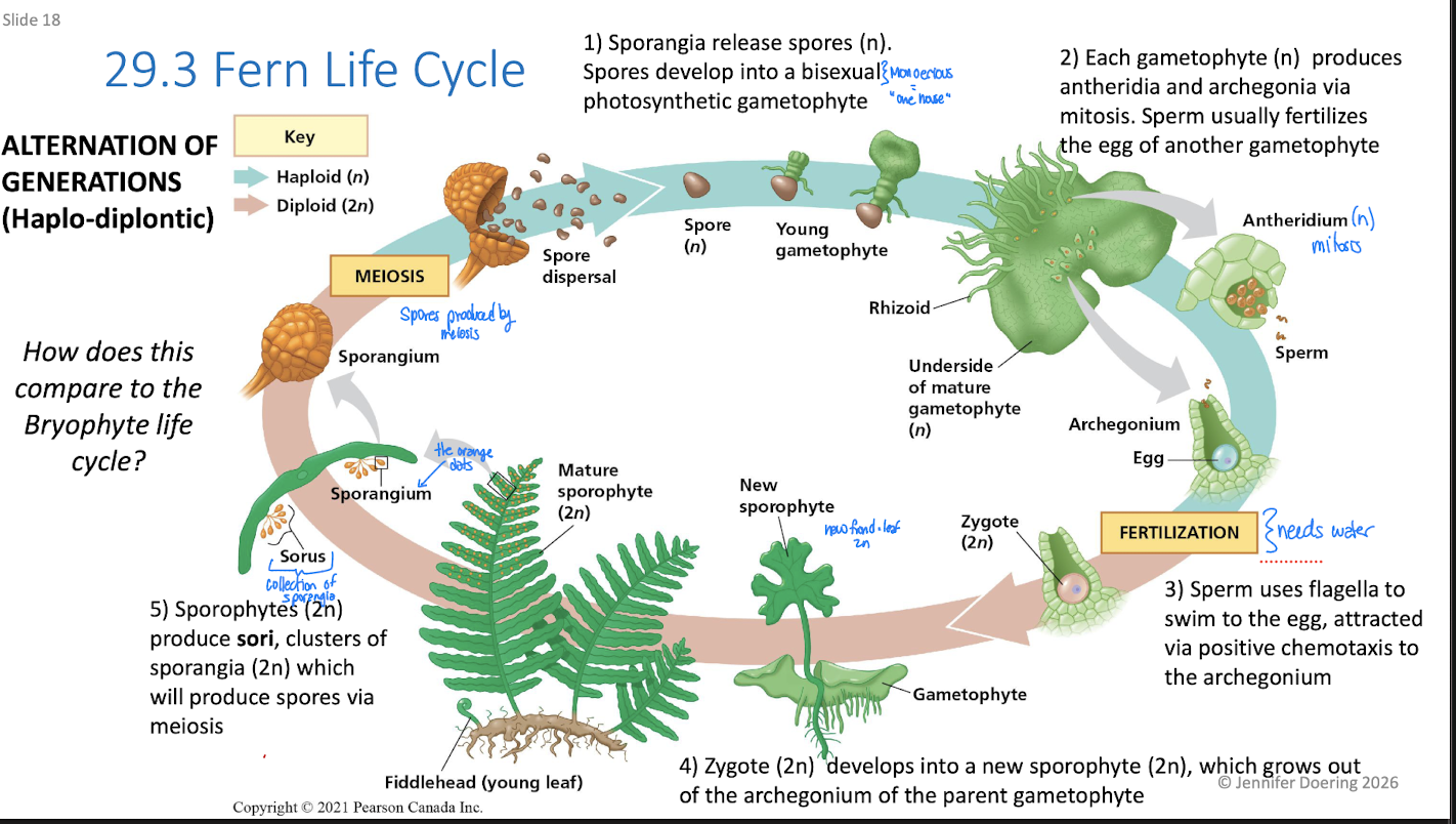 <ol><li><p>Sporangia release spores (n): Spores develop into a bisexual (monoecious) photosynthetic gametophyte</p></li><li><p>Each gametophyte (n) produces antheridia and archegonia via mitosis. Sperm usually fertilizes the egg off another gametophyte (needs water!)</p></li><li><p>Sperm uses flagella to swim to the egg, attracted via positive chemotaxis to the archegonium</p></li><li><p>The zygote (2n) develops into a new sporophyte (2n) which grows out of the archegonium of the parent gametophyte</p></li><li><p>Sporophytes (2n) produce sori, clusters of sporangia which will produce spores via meiosis</p></li></ol><p></p>