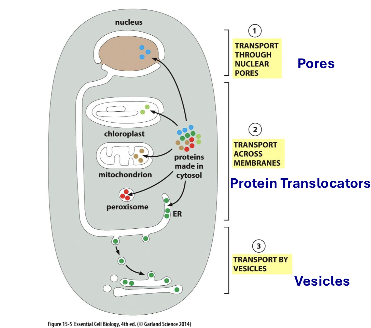 <ol><li><p>through nuclear pores</p></li><li><p>across membranes via protein translocators</p></li><li><p>by vesicles</p></li></ol><p></p>