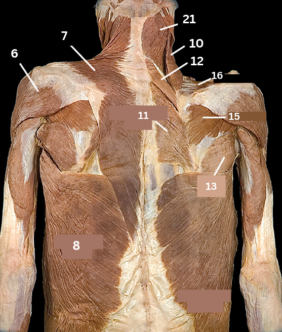 <p>16</p>