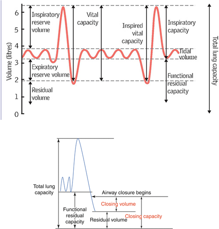 <p>•VC, IRV &amp; ERV</p><p>FVC and FEV1 decline RT airway collapse</p>