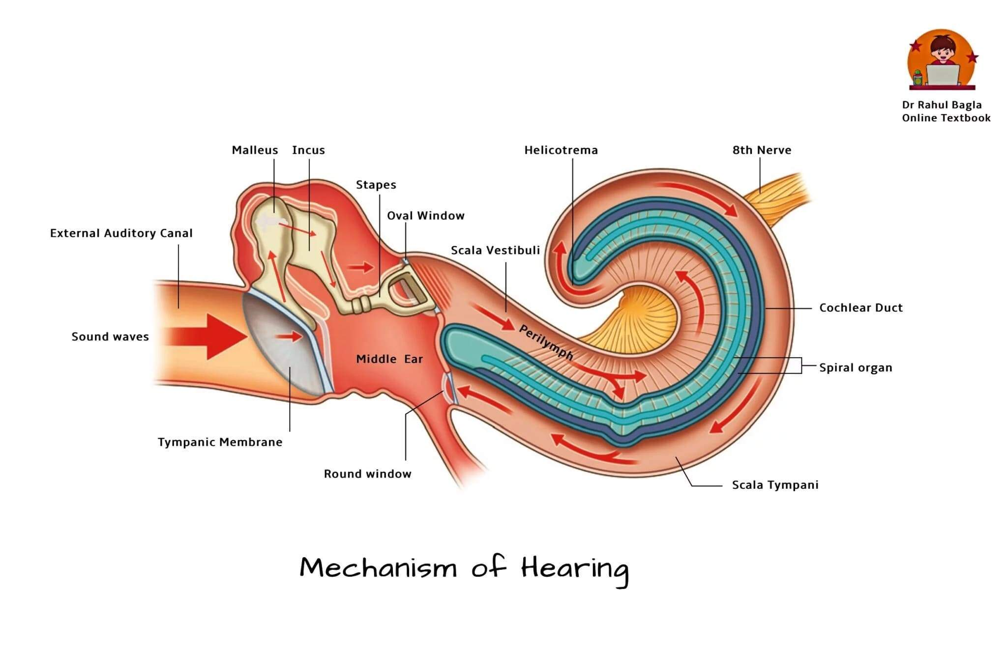 <p>sound wave travels thru → hits the tympanic membrane → malleus → incus → stapes → hits oval window → oval window causes perilymph fluid to move in cochlea → fluid causes basilar membrane to deflect → the hairs on the basilar membrane move → sends AP </p>