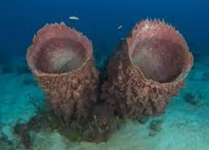 <p>What type of sea sponge is this</p>