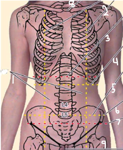 <p>body part 6 </p>