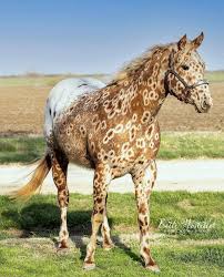 <p>Which horse breed is this?</p>