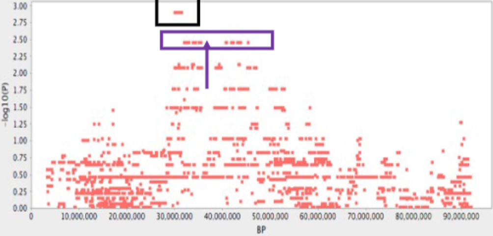 <p>GWAS for a Single Chromosome</p>
