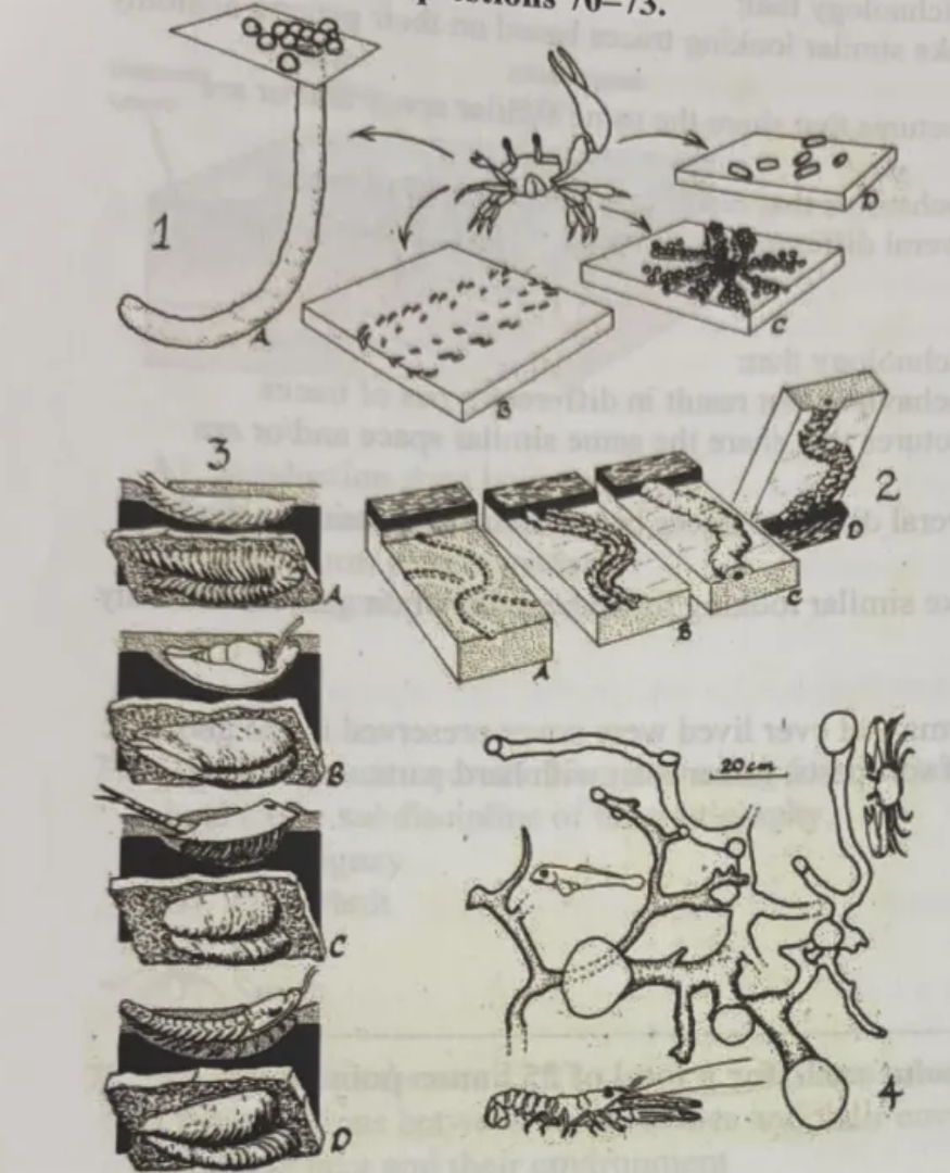 <p>4 illustrates concept in ichnology that</p><p>a. multiple animals can produce structures that share the similar space and or are interconnected</p><p>b. one type of trace can look like several different traces based on its expression in the sediment or rock outcrop</p><p>c. one animal can exhibit different behaviors that result in different types of traces</p><p>d. different types of animals can make similar looking traces based on their general anatomy or symmetry and behavior</p>