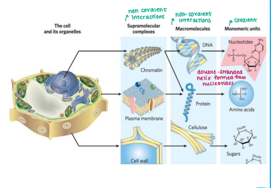 <p><strong><u>Cells Build ______ Structures </u></strong></p><ul><li><p><strong>Cells use a small set of</strong><span style="color: purple;"><strong> carbon-based metabolites</strong></span><strong> to create </strong></p><ul><li><p>Polymeric machines </p></li><li><p>Supramolecular structures</p></li><li><p>information repositories </p></li></ul></li><li><p><strong>Held together by <mark data-color="purple" style="background-color: purple; color: inherit;">________</mark></strong></p><ul><li><p>Hydrogen bonds</p></li><li><p>Ionic interactions</p></li><li><p>Van der Waals interactions</p></li><li><p>The hydrophobic effect </p></li></ul></li></ul><p></p>