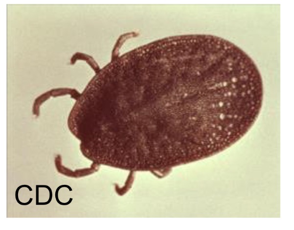 <p>What family do soft ticks belong to </p>