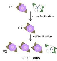 <p>parental generation is the first generation involving two individuals that are mated to predict or analyze the genotypes of their offspring</p>