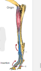 <p>-The less mobile attachment of skeletal muscle</p><p>-Each head of a muscle has a unique _____</p>
