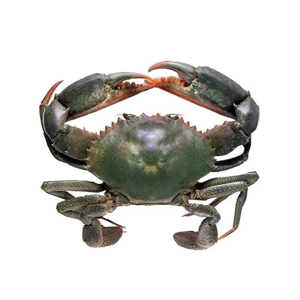 <ol><li><p>Adakah ketam haiwan air atau darat?</p></li><li><p>Adakah ketam vertebrata atau invertebrata?</p></li></ol><p></p>