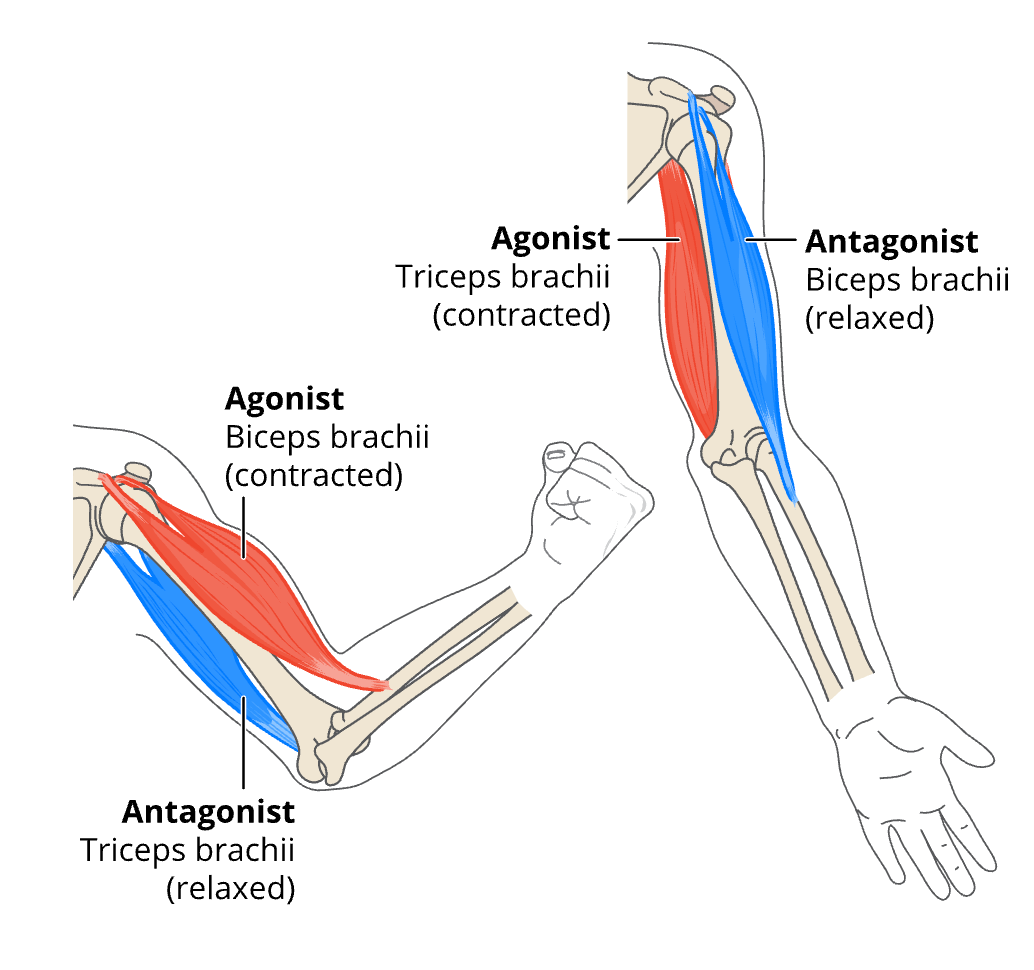 <p>T or F: in antagonistic muscle groups, both the agonist muscle and the antagonist muscle contracts.</p>