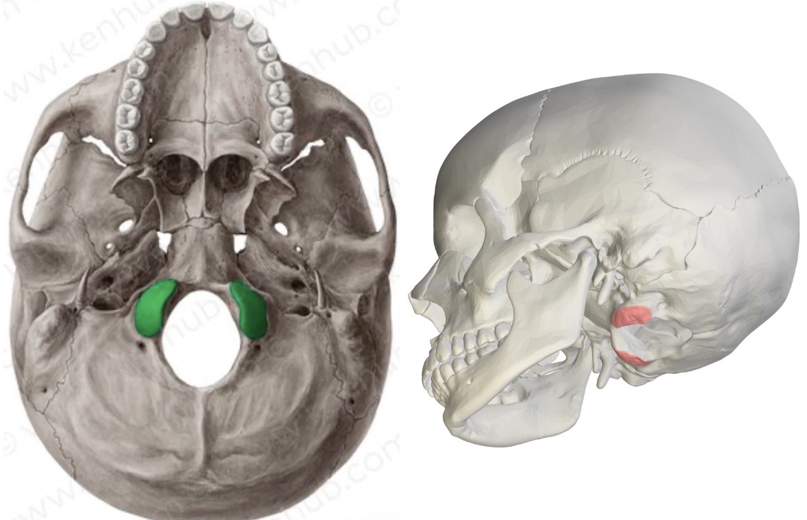 <p>What bone is this?</p>