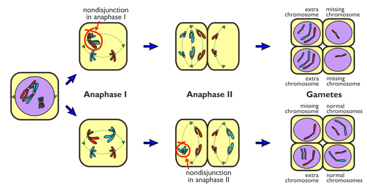 <ul><li><p>Chromosomes fail to separate correctly during anaphase in meiosis</p></li></ul><ul><li><p>Gametes may end up with one extra copy of a particular chromosome or no copies of a particular chromosome </p></li></ul><p></p>