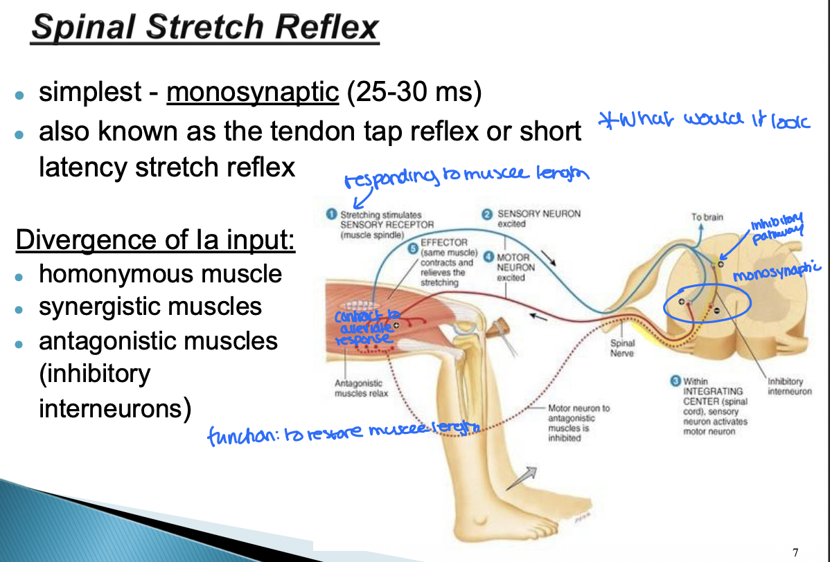 <ul><li><p>monosynaptic (25-30ms)</p></li><li><p>also known as the tendon tap reflex or short latency stretch reflex</p></li></ul><p></p>