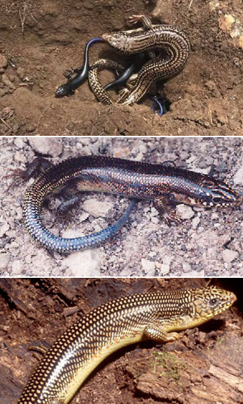 <p>Statewide</p><p>Mottled</p><p>Big, not striped</p><p>Looks like chainmail</p><p>Scales run diagonal not parallel</p>