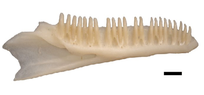 <p>What type of teeth are these? </p>