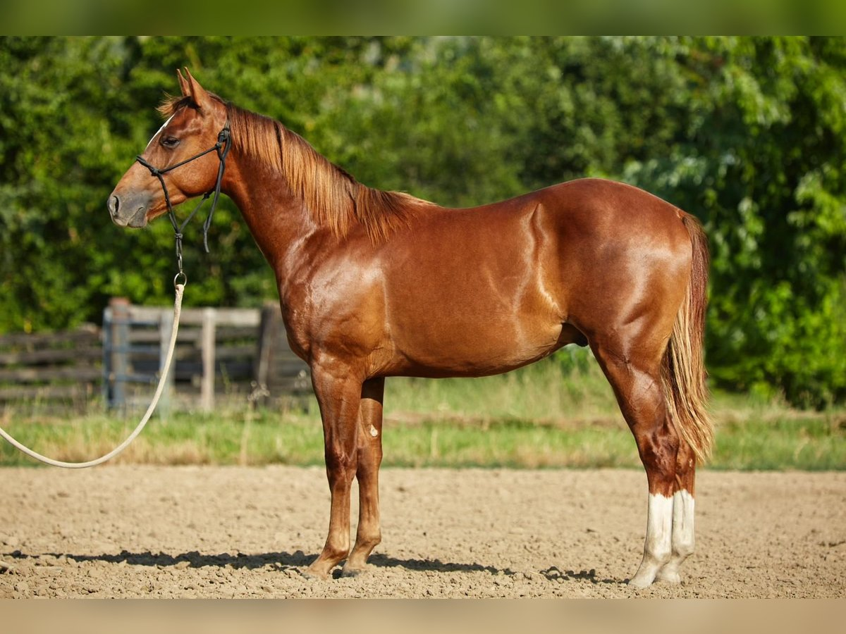 <p>American Quarter Horse </p>