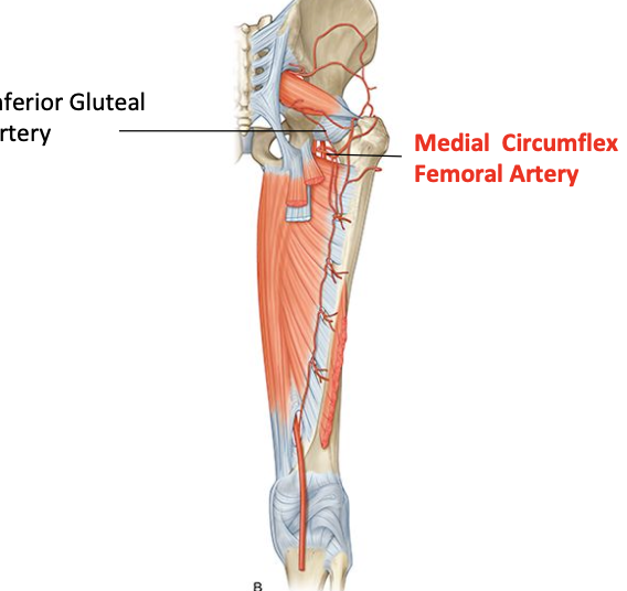 <ul><li><p>Travels into back of thigh </p></li><li><p>Joins with inferior gluteal artery </p><ul><li><p>Provides important branches to back of femur</p></li></ul></li></ul><p></p>