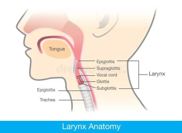 <p>Function: controls airflow in and out of the lungs and produces sound by vibrating as air passes through it</p><p>Pathway to O2 &amp; CO2: Air passes through the glottis → trachea → bronchi → bronchioles → alveoli, where O₂ enters the blood and CO₂ is expelled back out</p><p>Found in; throat</p>