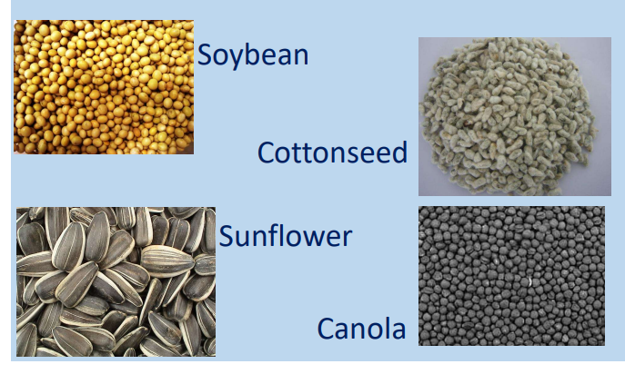 <p><strong><u>Protein Supplements </u></strong></p><ul><li><p><strong>Moderate to high in ____,</strong> with <mark data-color="yellow" style="background-color: yellow; color: inherit;">greater than 20% CP</mark></p><ul><li><p><span style="color: red;"><strong><u>Examples</u></strong></span>: <strong>soybeans</strong>, canola, cottonseeds, sunflower seeds and its meals (after oil extraction)</p></li><li><p><span style="color: red;"><strong><u>Also</u></strong></span>: corn gluten meal, meat and bone meal, fish meal, blood meal, poultry meal, etc. </p></li></ul></li></ul><p></p>