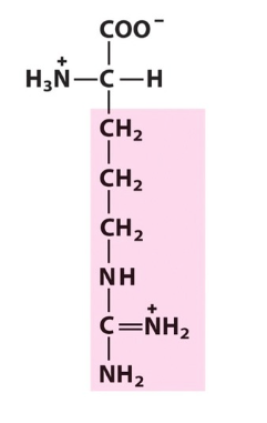 <p>What amino acid is this? </p>