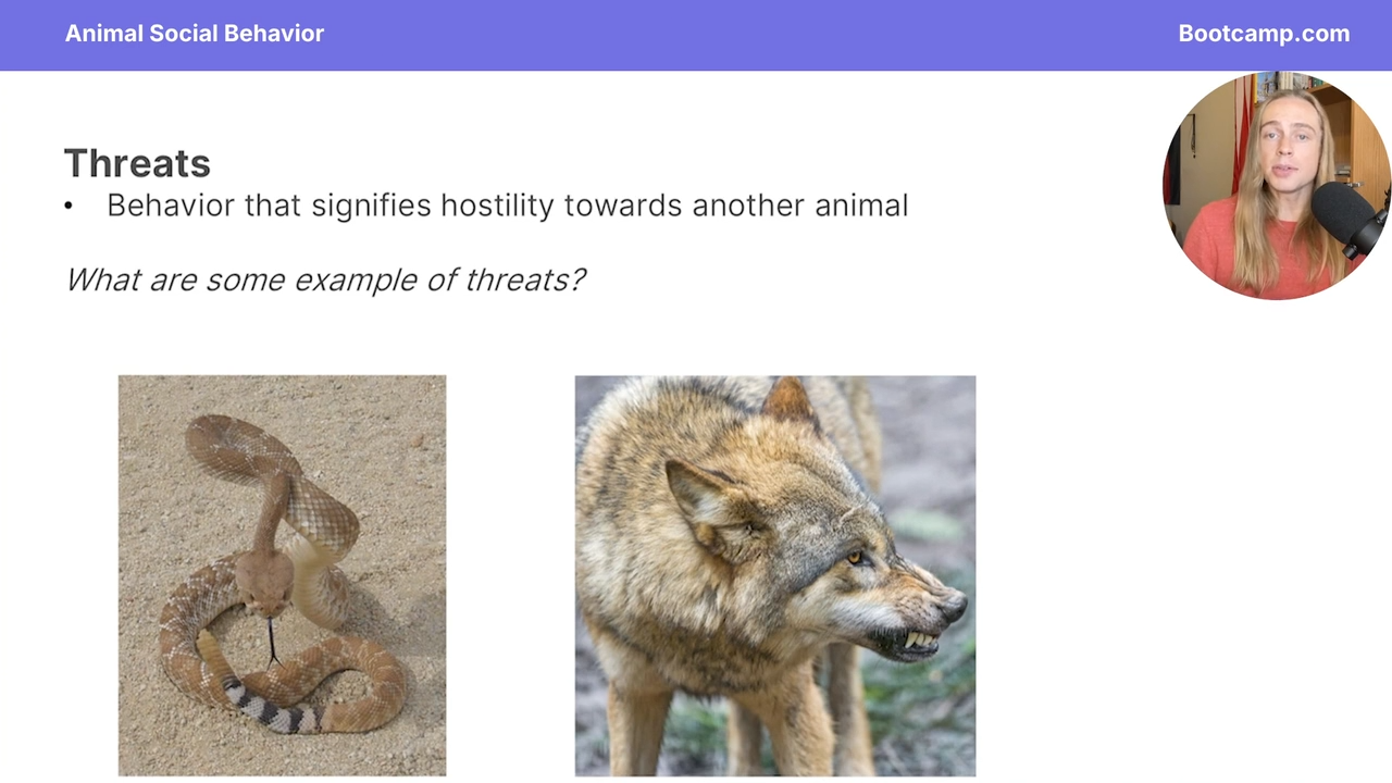 <p>a dog bearing its teeth or a rattlesnake shaking its tail </p>