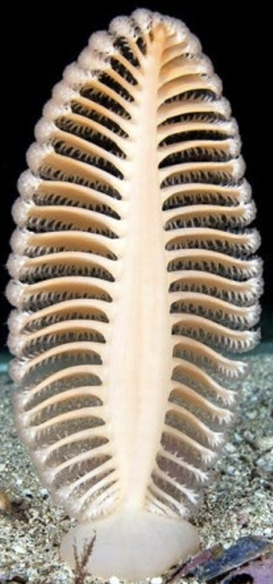 <p>What is the Class, Phylum, and Kingdom of the common name sea pens??</p>