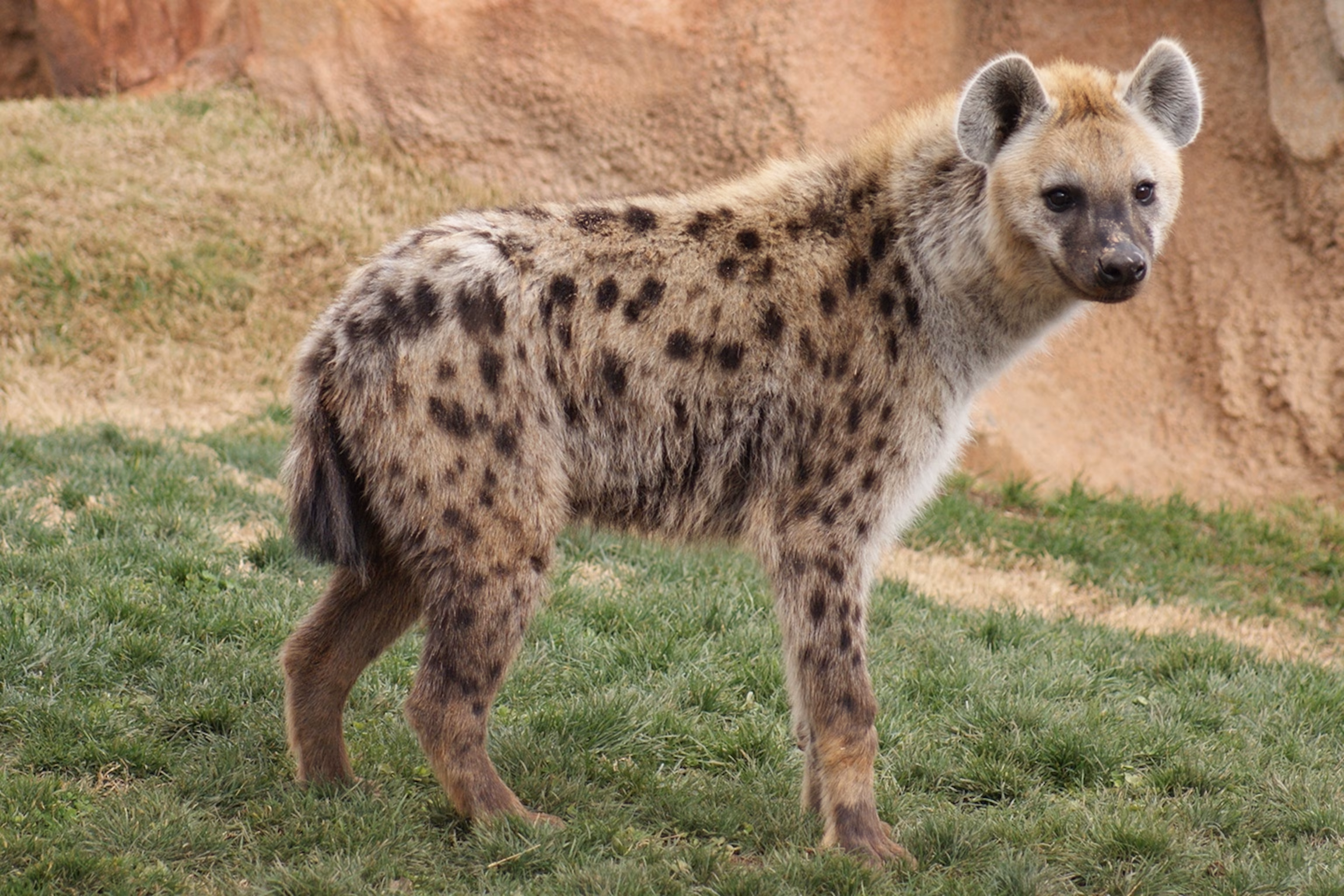 <p>Common Name: Spotted Hyena </p><p>Order: Carnivora </p><p>Family: Hyaenidae </p>