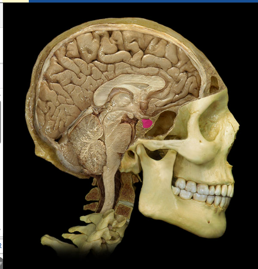 <p>Split into anterior and posterior, </p><p></p><ul><li><p>Anterior pituitary produces the following hormones: thyroid-stimulating (TSH), prolactin (PRL), adrenocorticotropic (ACTH), growth (GH), luteinizing (LH), melanocyte-stimulating (MSH), and follicle-stimulating (FSH)</p></li><li><p>Posterior pituitary stores and releases: antidiuretic hormone (ADH) and oxytocin (OT) </p></li></ul><p>Does not produce any hormones. ADH and OT produced in hypothalamus</p><p></p>