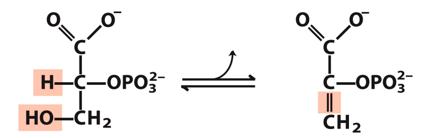 <p>What enzyme catalyzes this reaction? What are the intermediates, if any?</p>