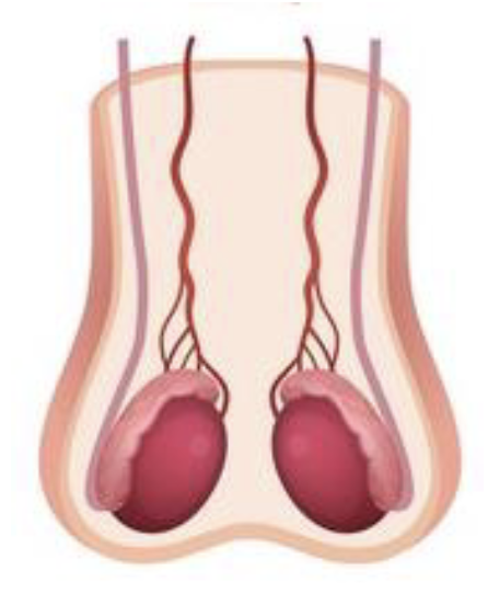 <p>The <strong>testes</strong> are <strong>two</strong> <strong>oval</strong>-<strong>shaped</strong> <strong>structures</strong> located in the <strong>scrotum</strong> <strong>outside</strong> of the <strong>body</strong> <strong>cavity</strong> to <strong>lower</strong> <strong>body</strong> <strong>temperature</strong></p>